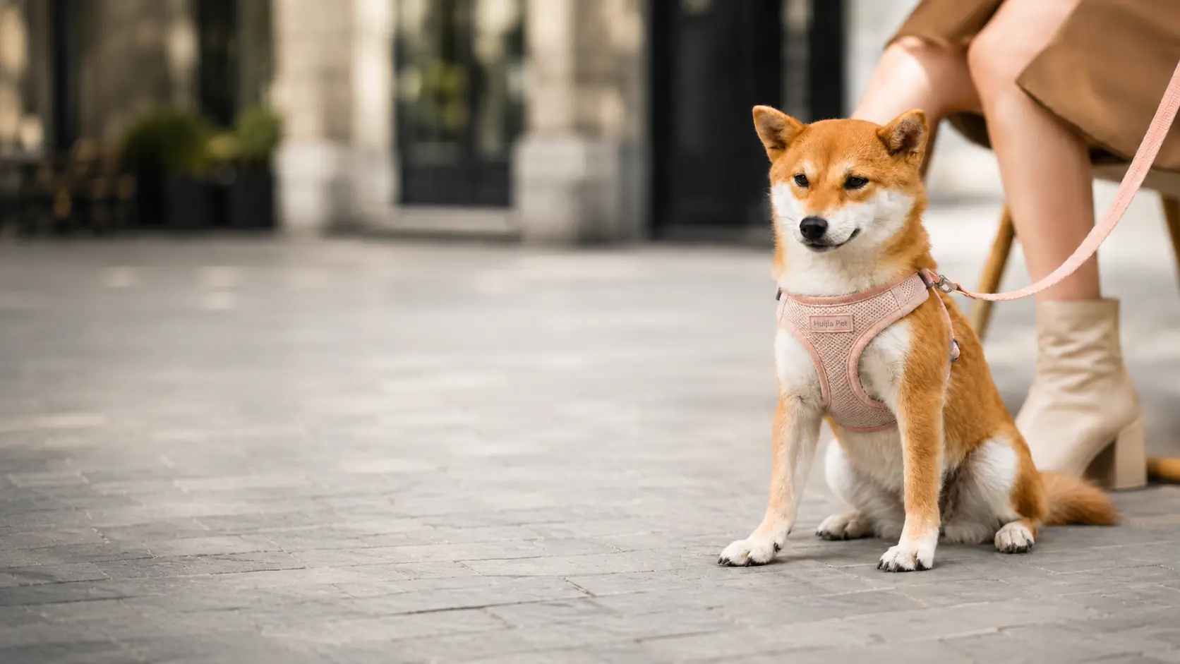 Shiba Inu wearing a pink custom step-in dog harness manufactured for private-label pet brands by HUIJIA PET