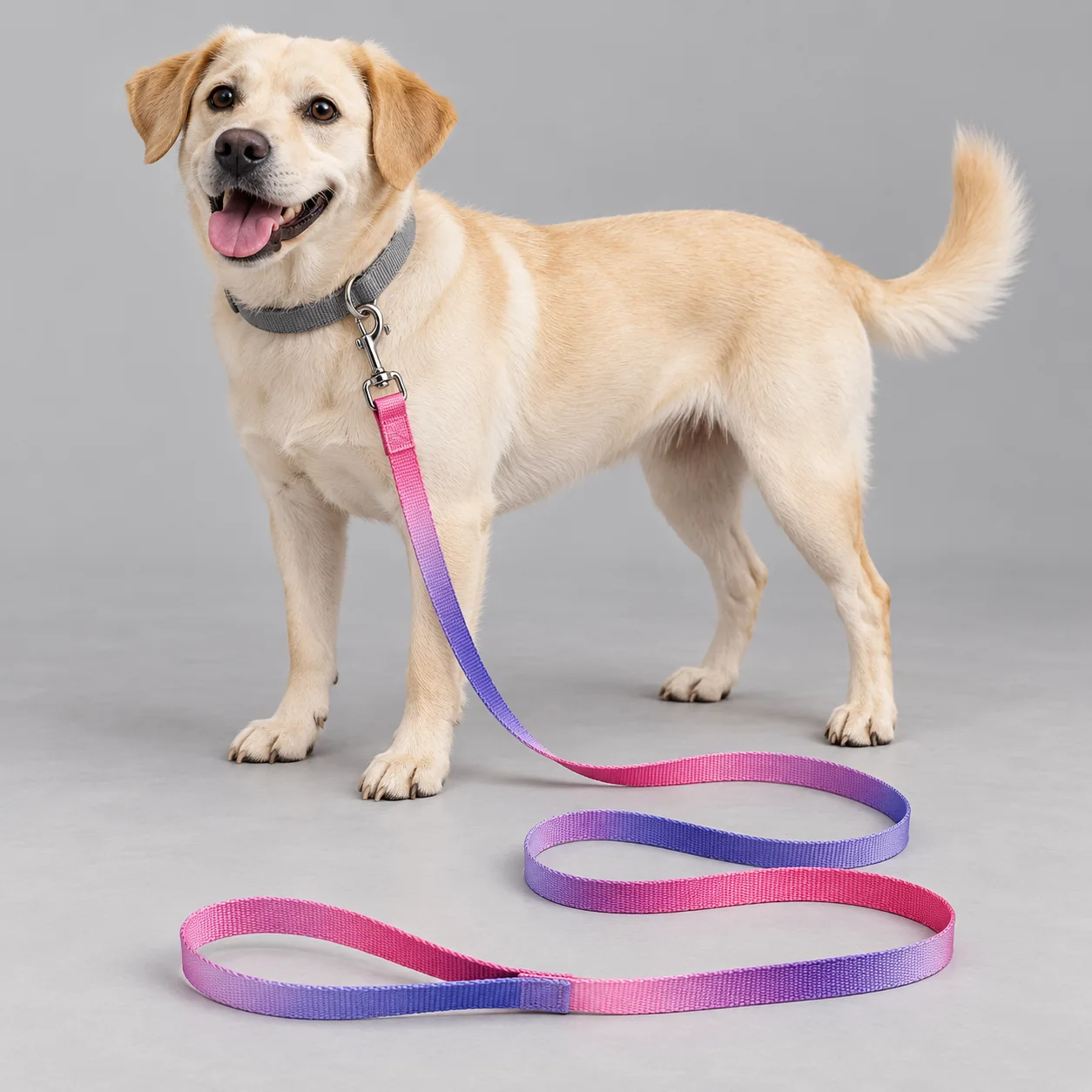 Ombre Gradient Webbing Dog Leash — on-pet product visualization