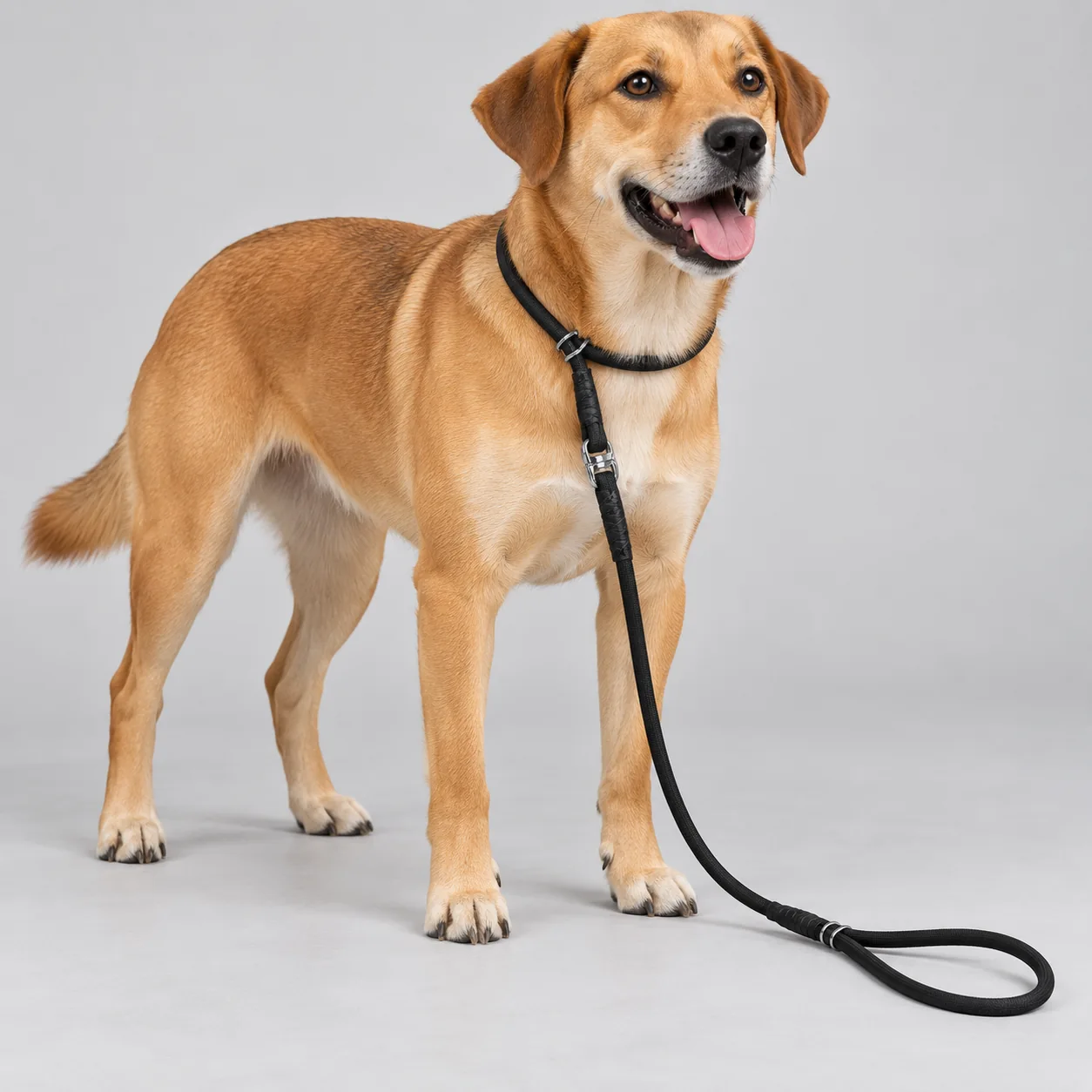 Adjustable Rope Slip Lead — on-pet product visualization