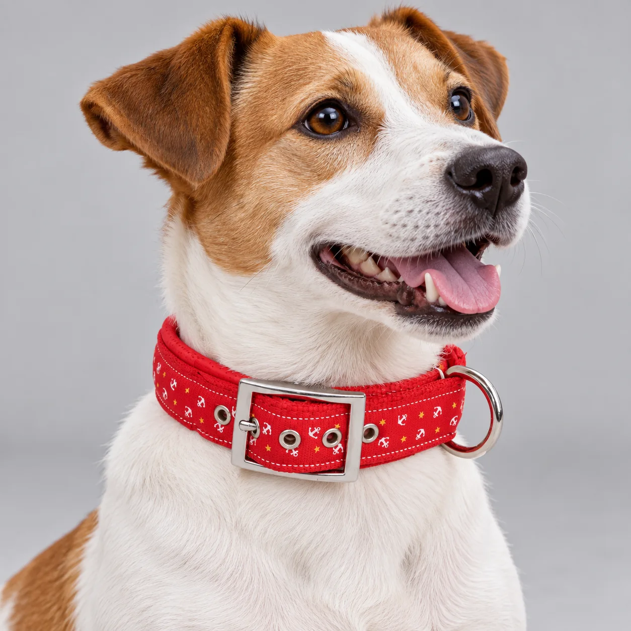 Anchor Print Padded Dog Collar — on-pet product visualization