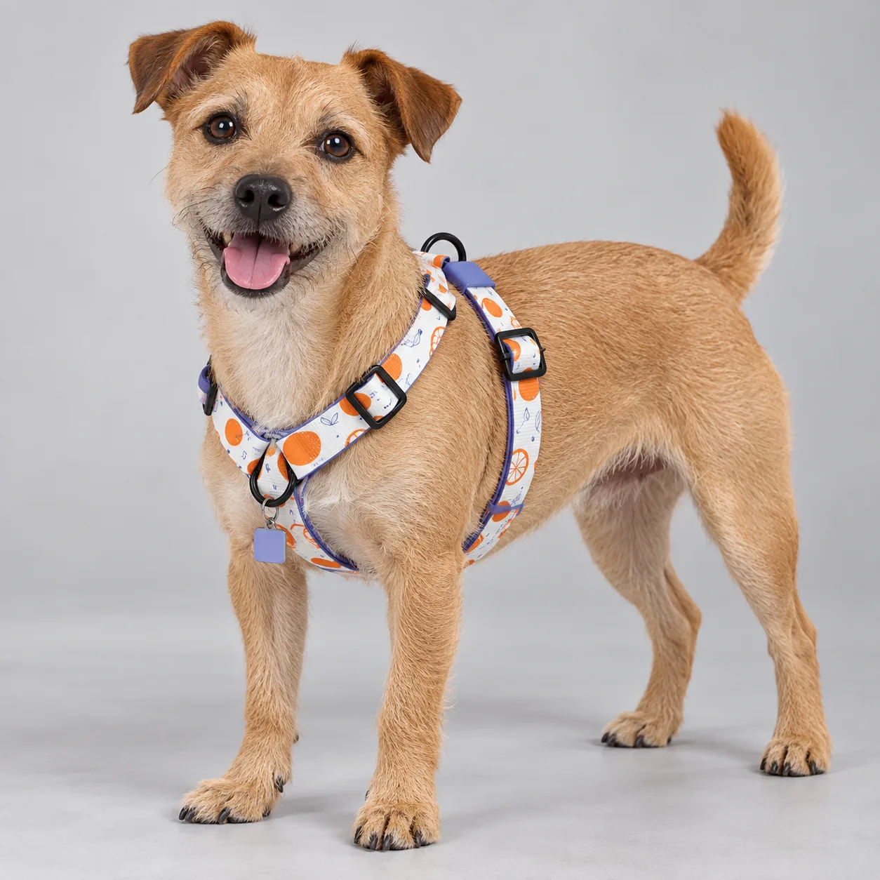 Cartoon Y-Shape Printed Dog Harness — on-pet product visualization