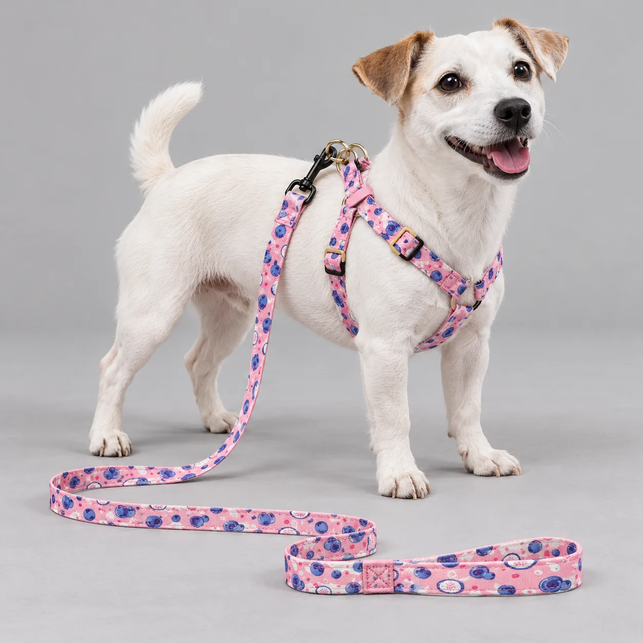 Fashion Print Harness and Leash Set — on-pet product visualization