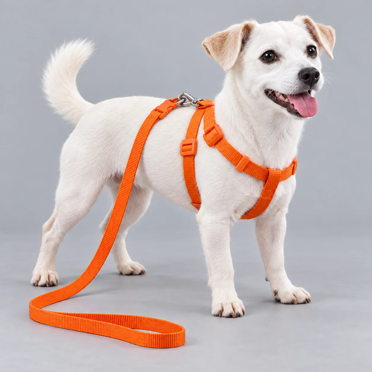 Flower Accessory Harness and Leash Set — on-pet product visualization