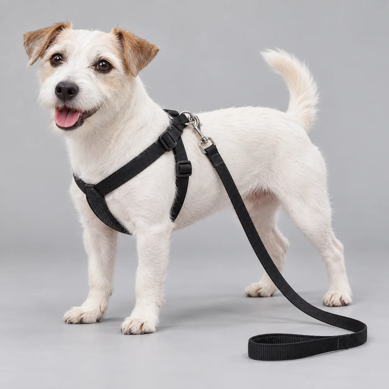 Foam Padded Dog Harness and Leash Set — on-pet product visualization