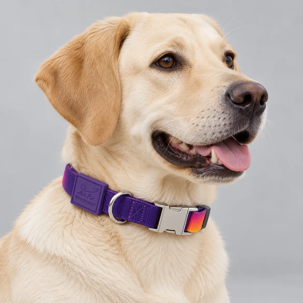 Geometric Printed Buckle Dog Collar — on-pet product visualization
