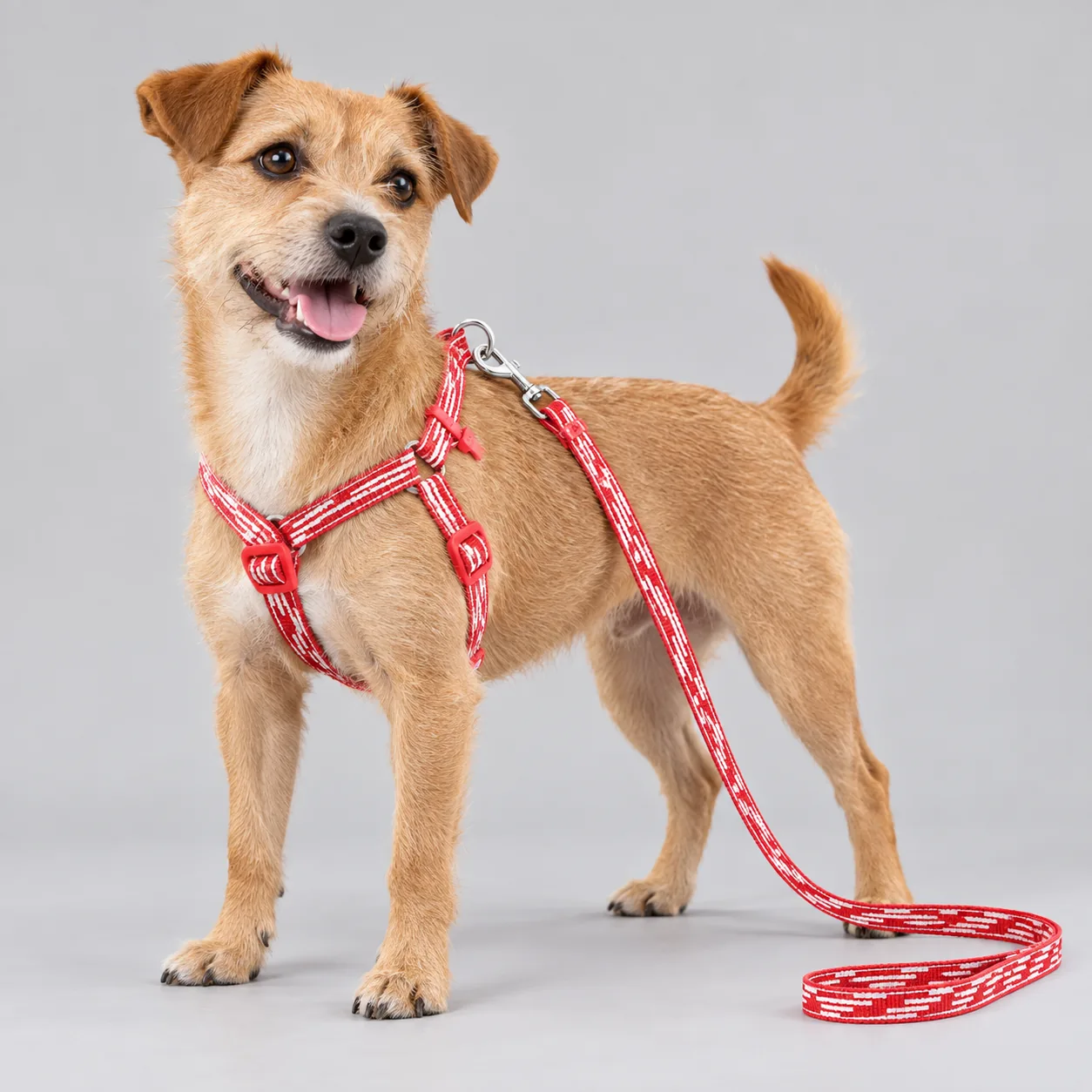 Gingham Dog Harness and Leash Set — on-pet product visualization