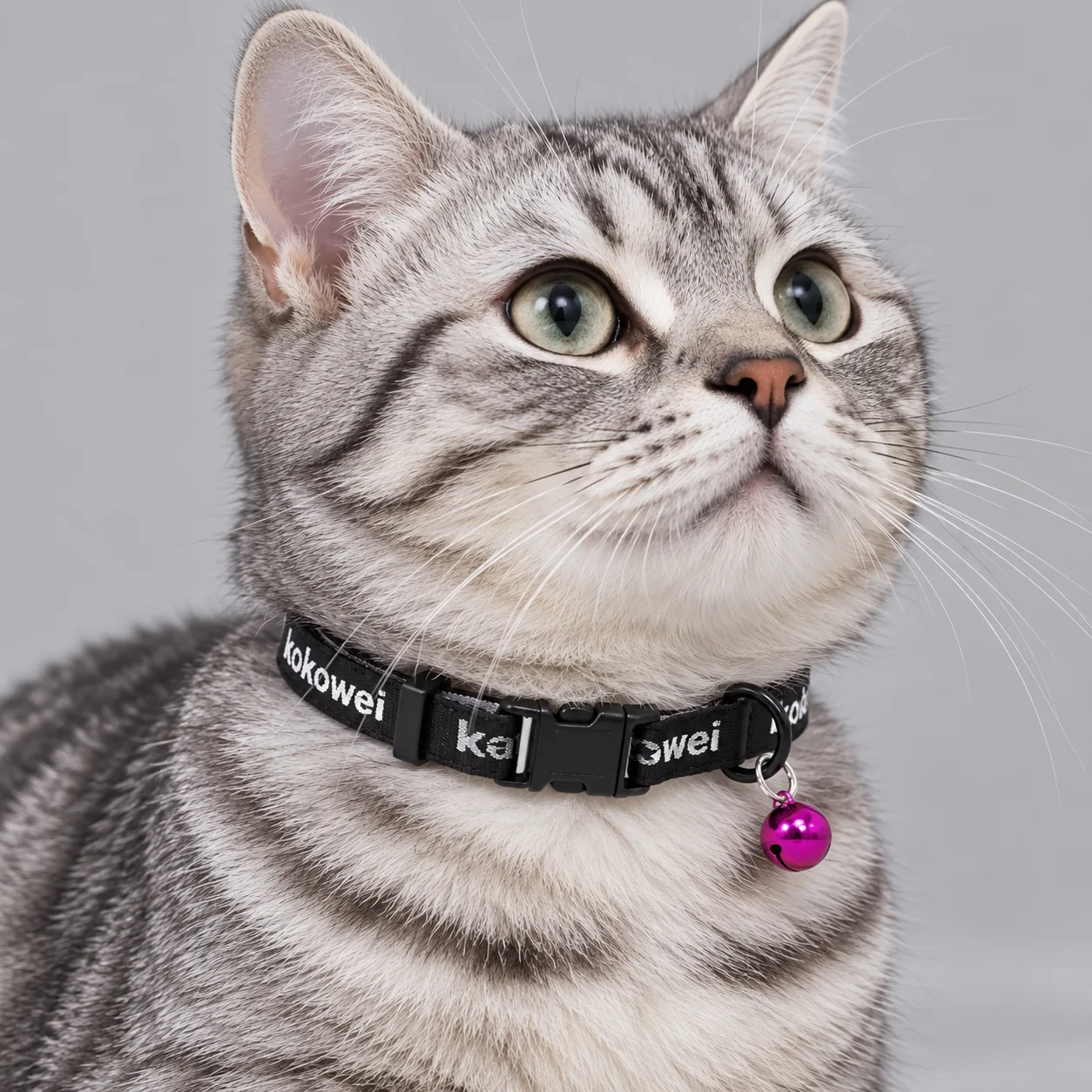 Jacquard Lettering Cat Collar with Bell — on-pet product visualization