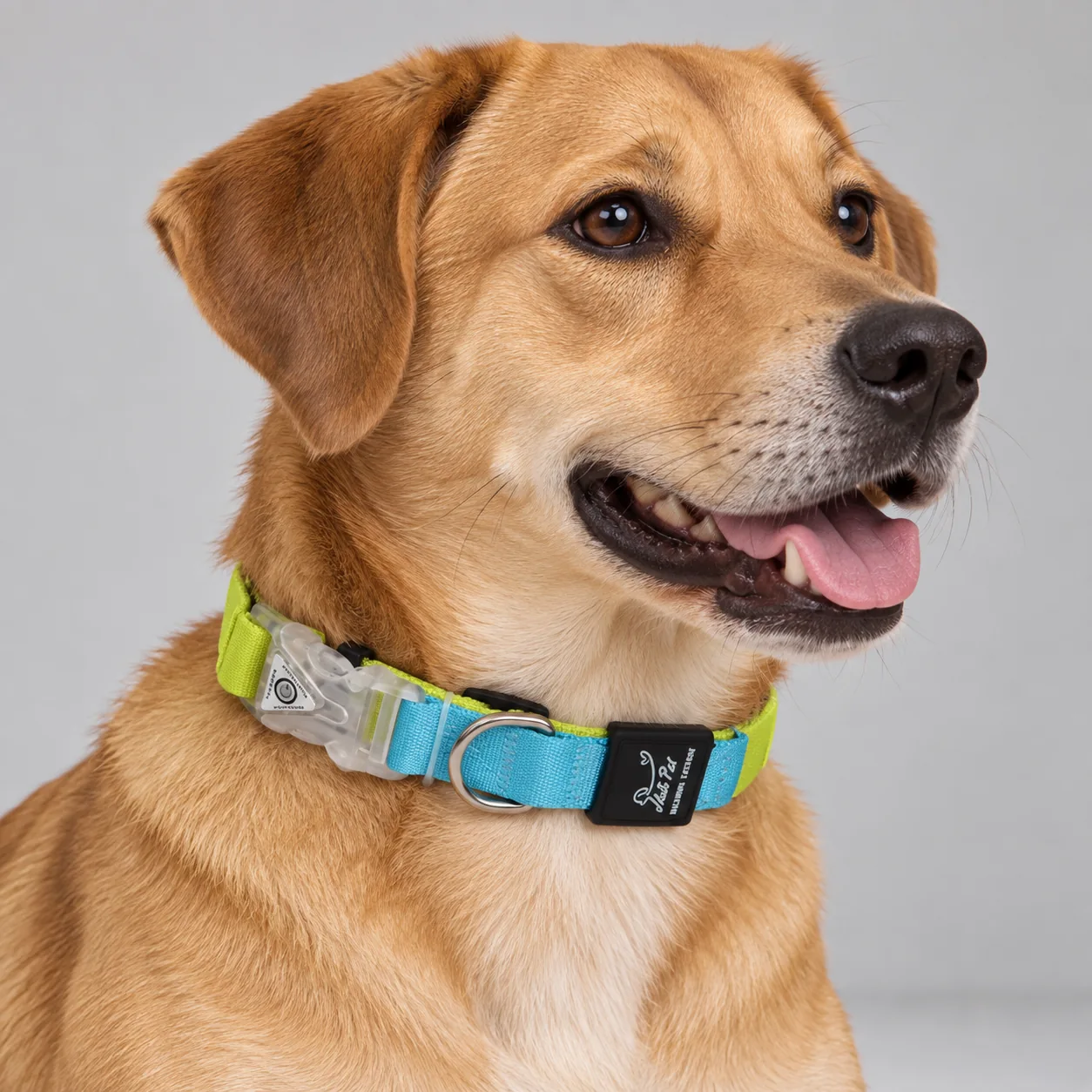 LED Buckle Two-Tone Dog Collar — on-pet product visualization