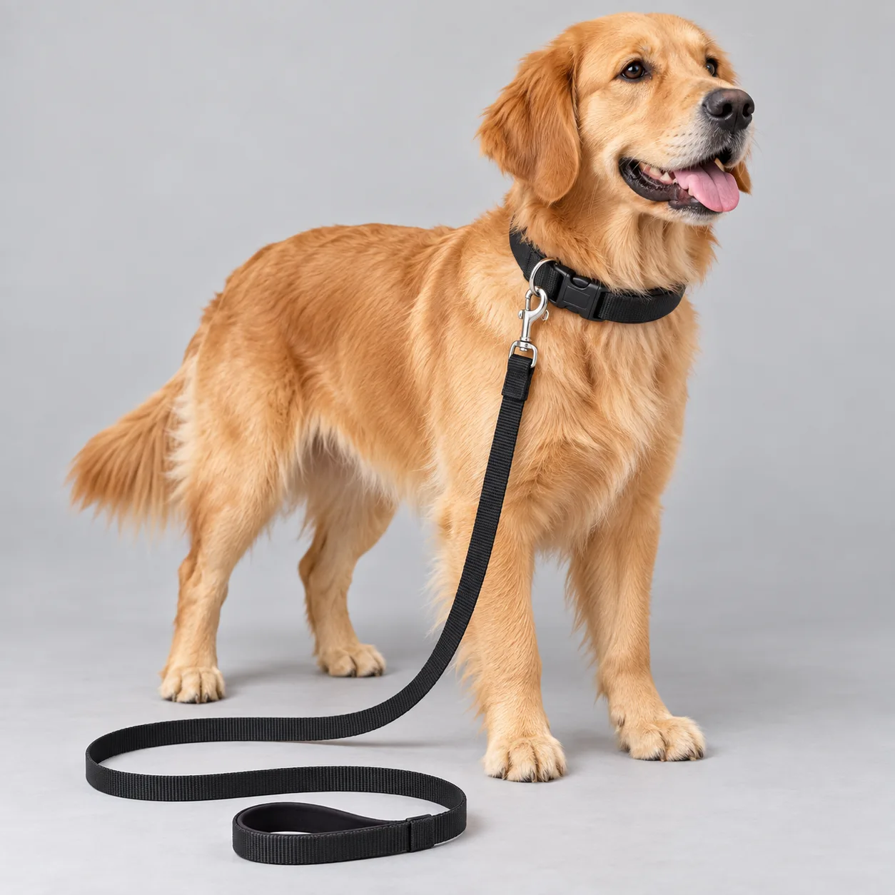 Neoprene Padded Dog Collar and Leash Set — on-pet product visualization