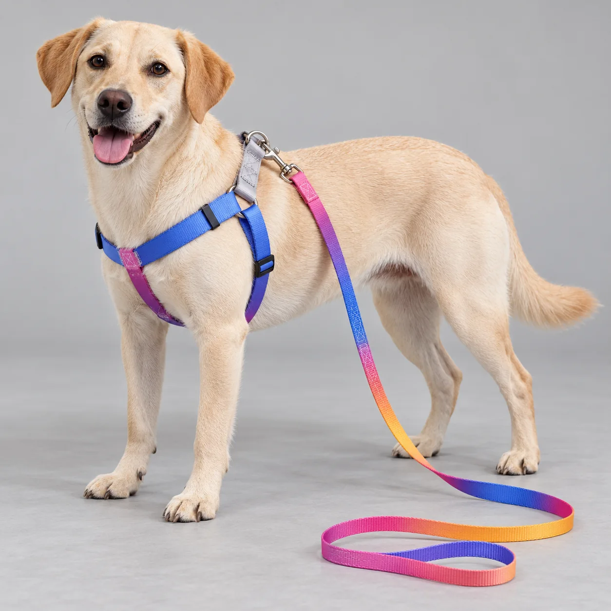 Ombre Gradient Harness and Leash Set — on-pet product visualization