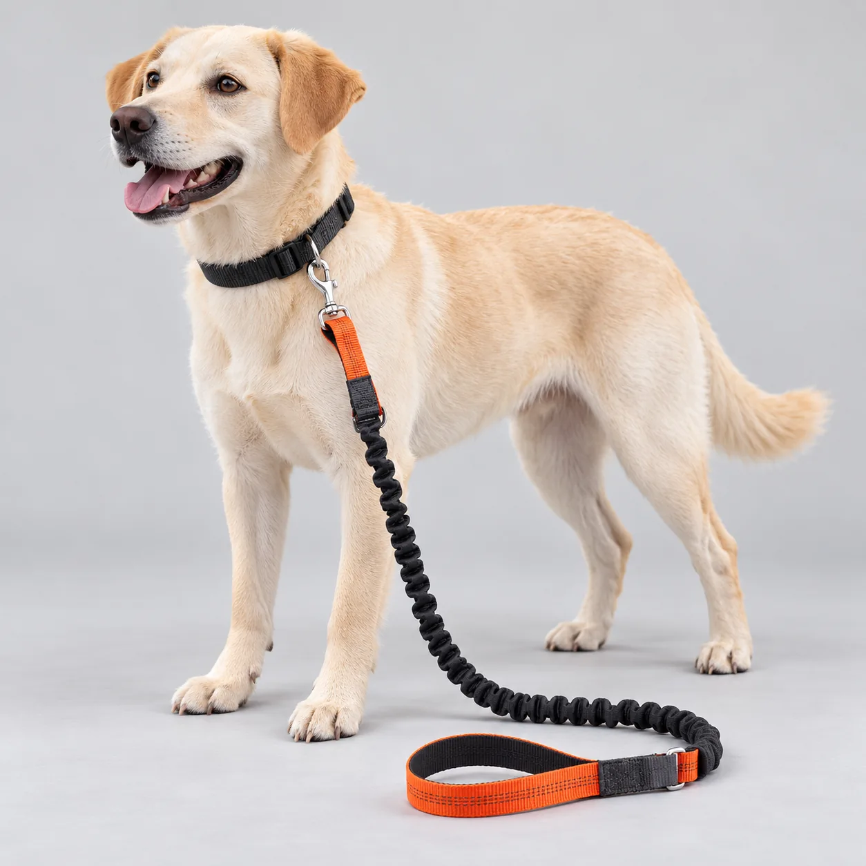 Orange Bungee Dog Collar and Leash Set — on-pet product visualization