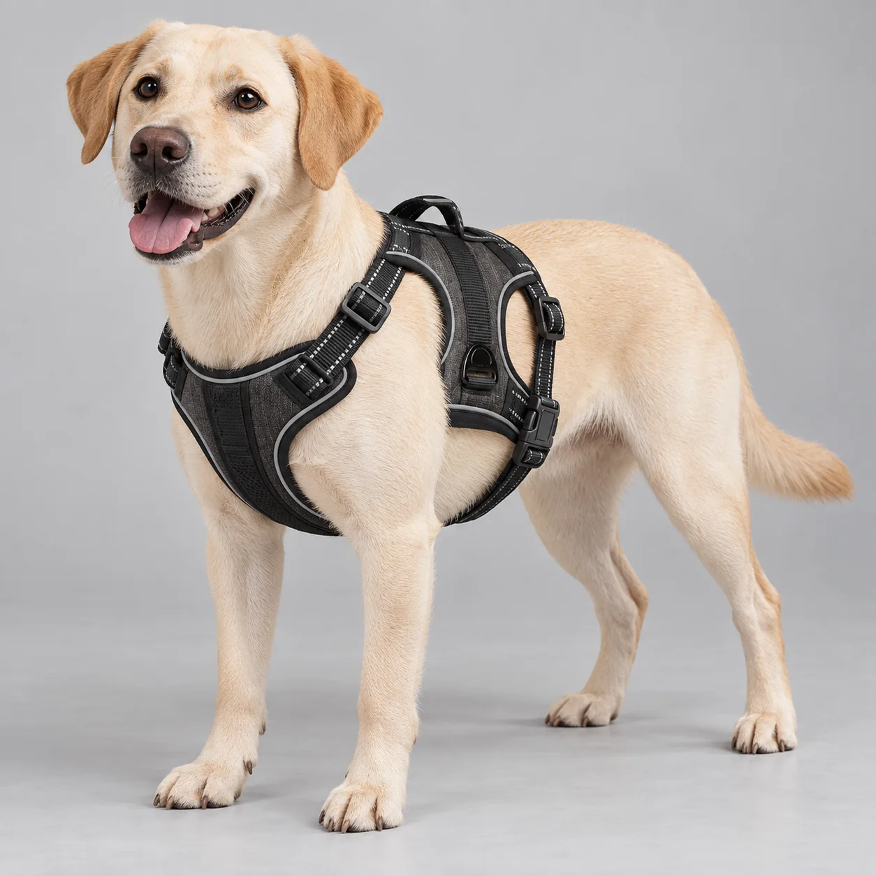 Outdoor Padded Vest Dog Harness — on-pet product visualization