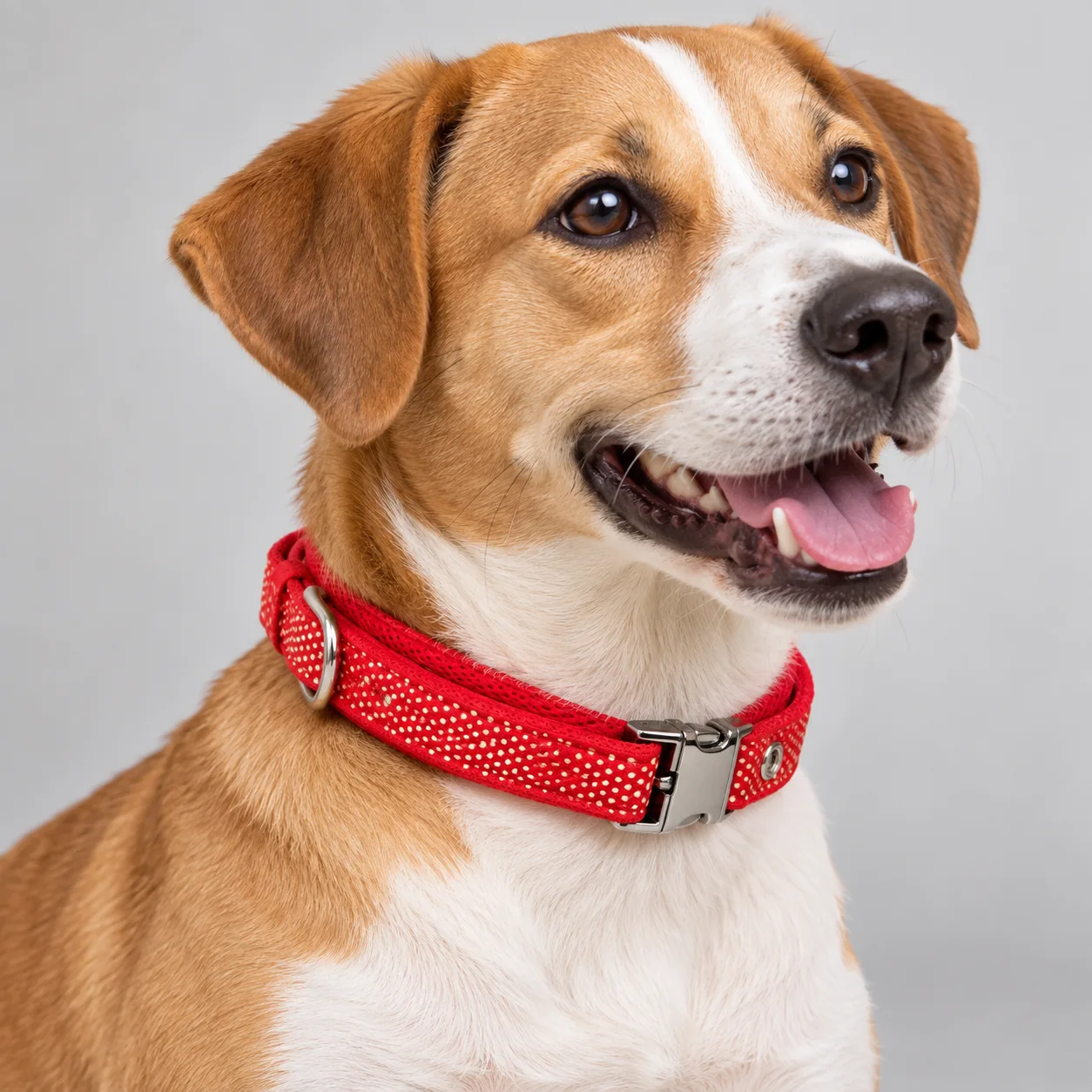 Polka Dot Mesh Padded Dog Collar — on-pet product visualization