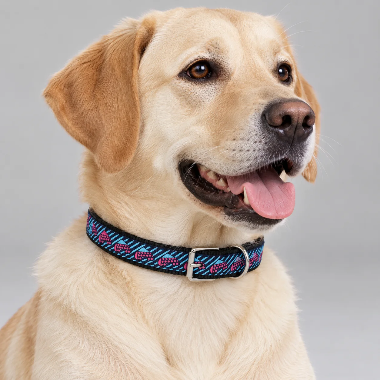 Printed Woven Dog Collar — on-pet product visualization