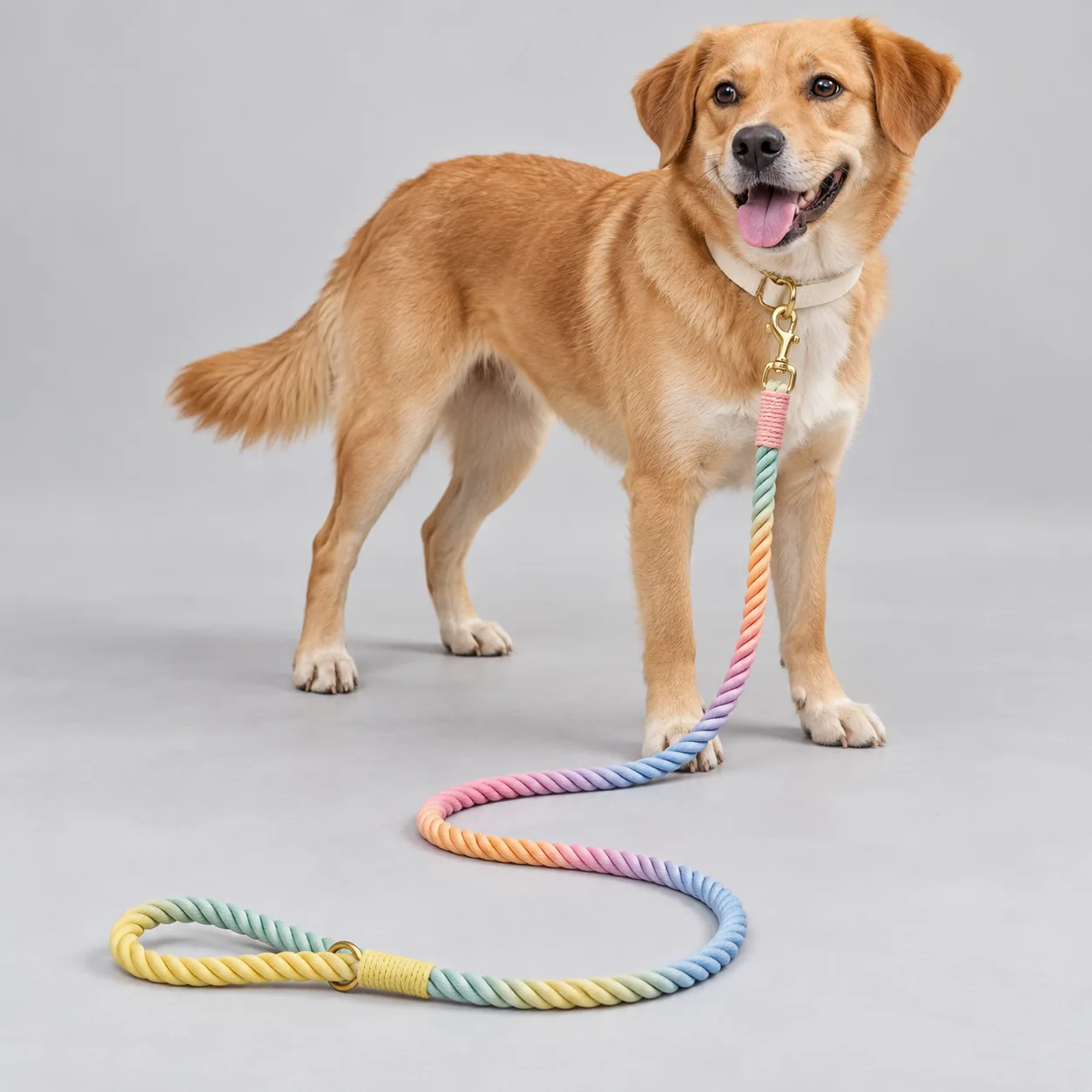 Rainbow Braided Rope Dog Leash — on-pet product visualization