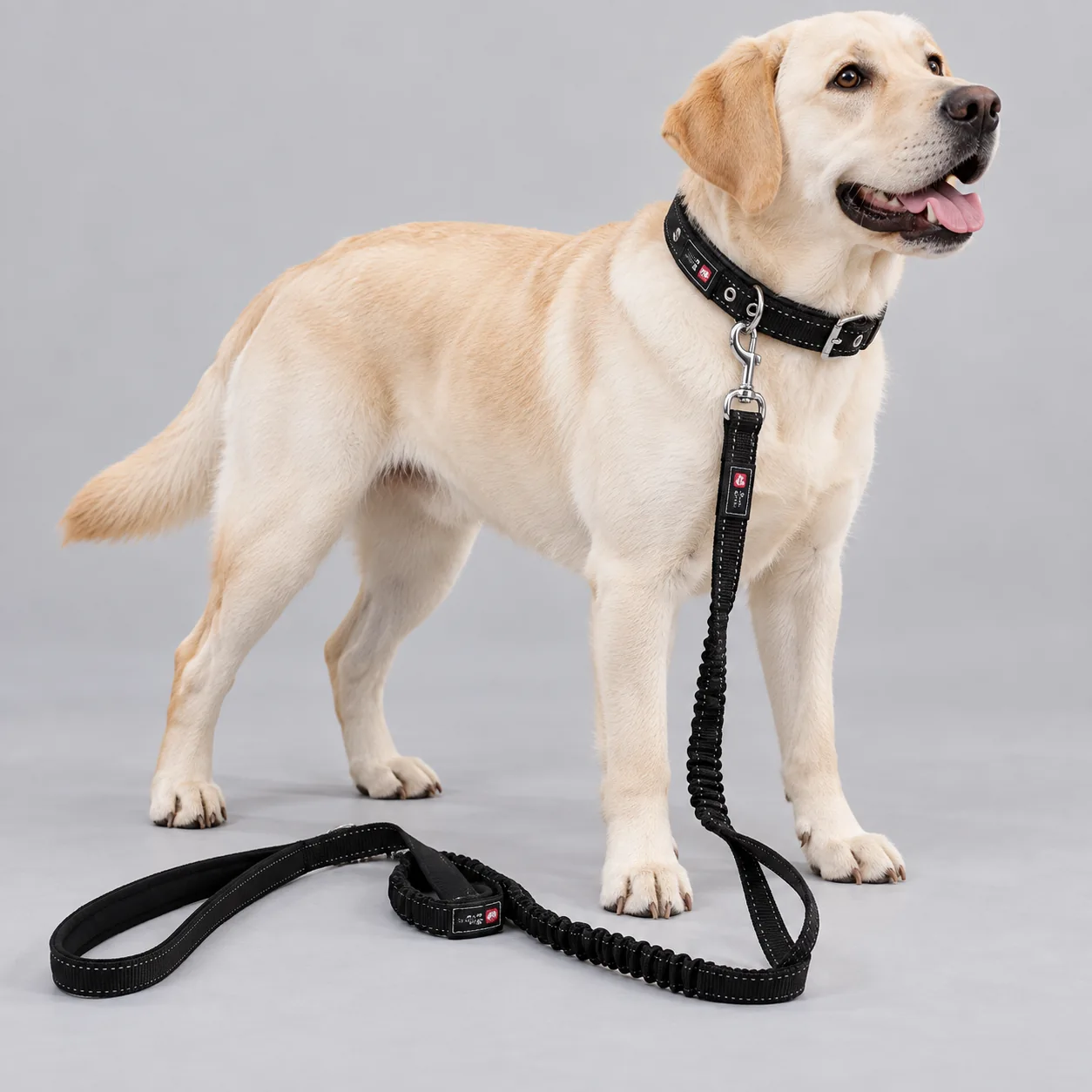 Reflective Bungee Dog Collar and Leash Set — on-pet product visualization