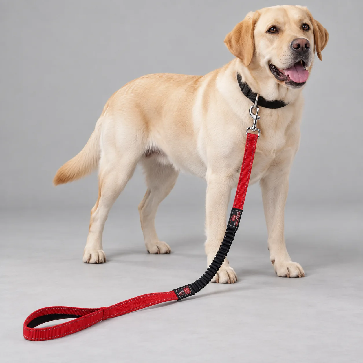 Reflective Bungee Webbing Dog Leash — on-pet product visualization
