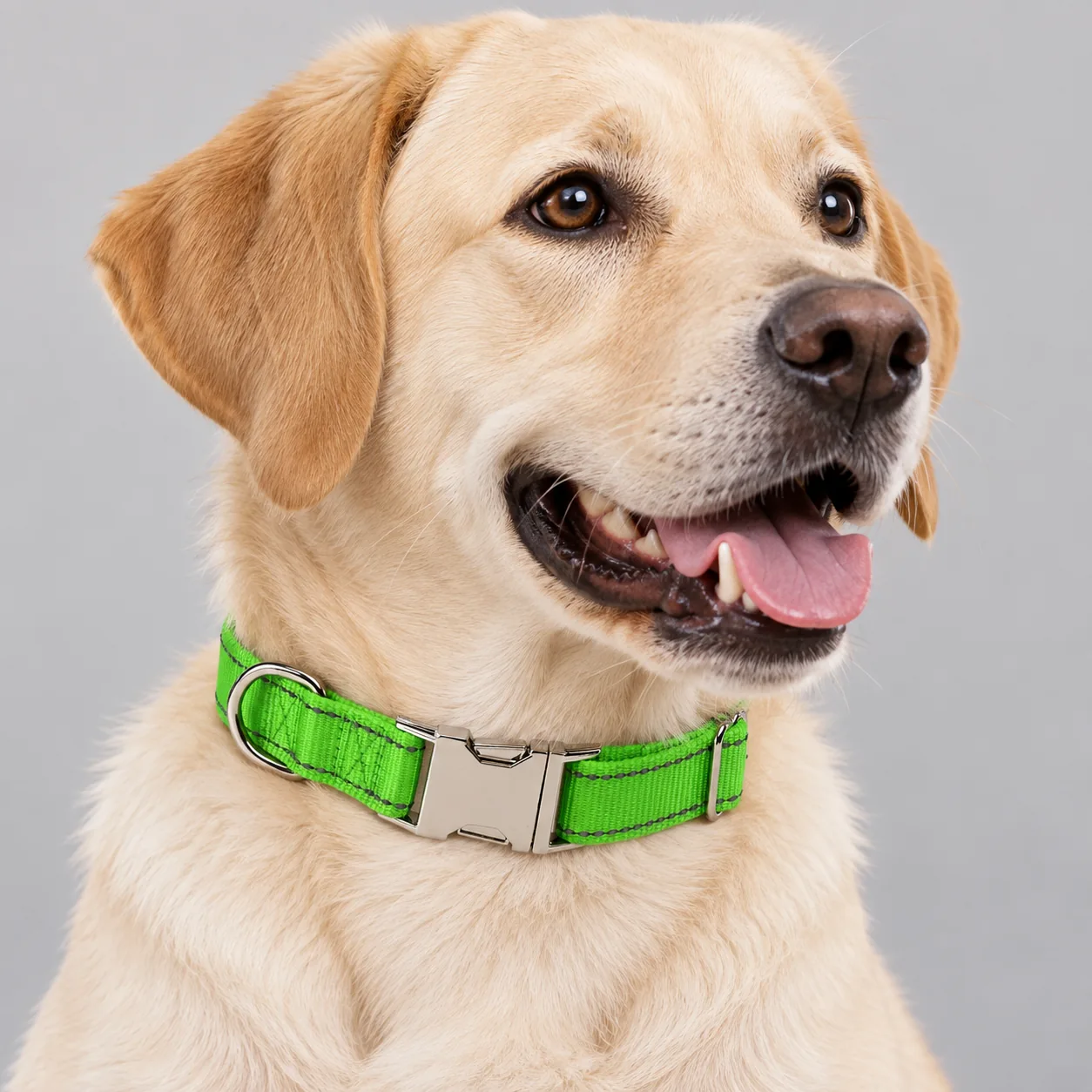 Reflective Nylon Metal Buckle Dog Collar — on-pet product visualization