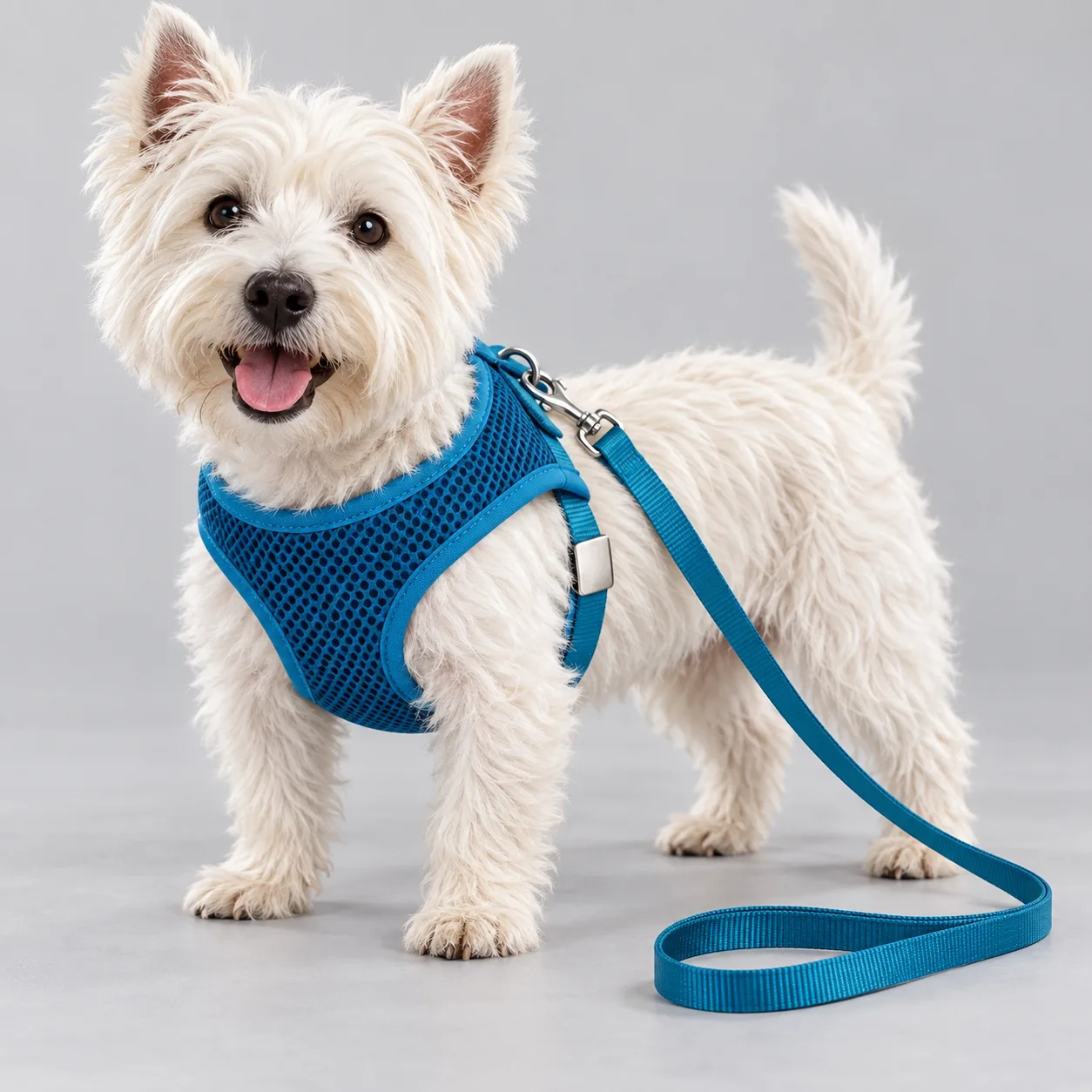 Sandwich Mesh Dog Harness and Leash Set — on-pet product visualization
