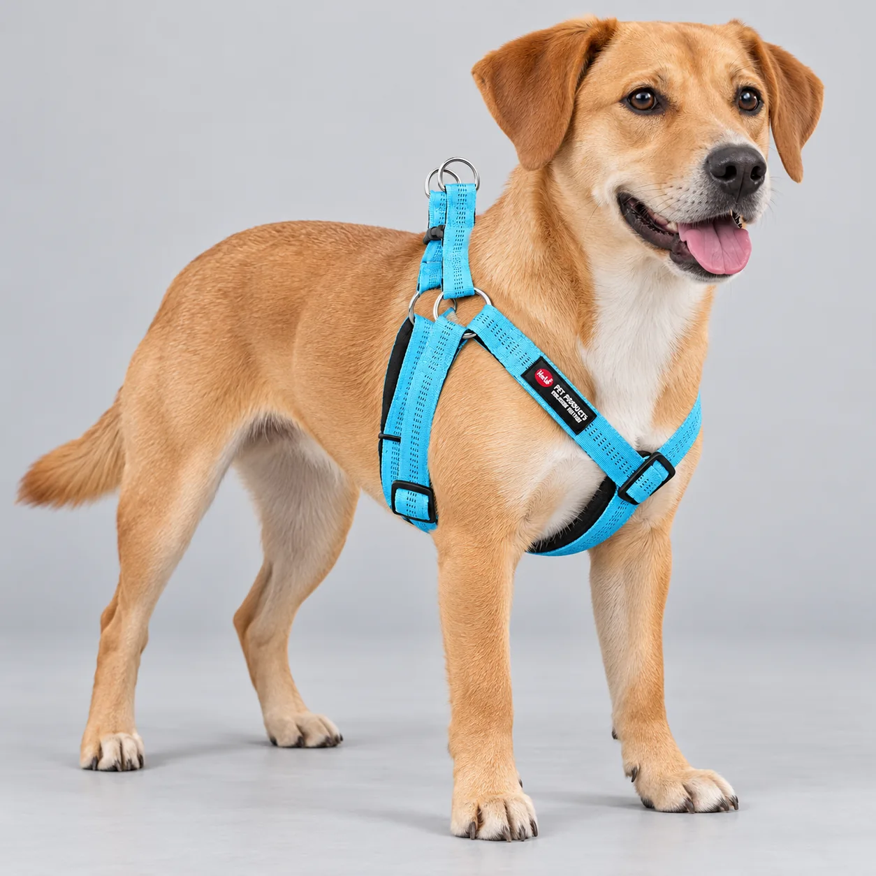 Soft Padded Dog Harness and Leash Options — on-pet product visualization