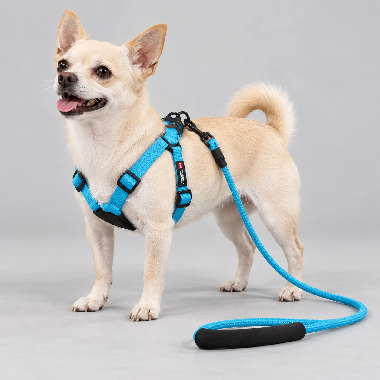 Solid Harness and Rope Leash Set — on-pet product visualization