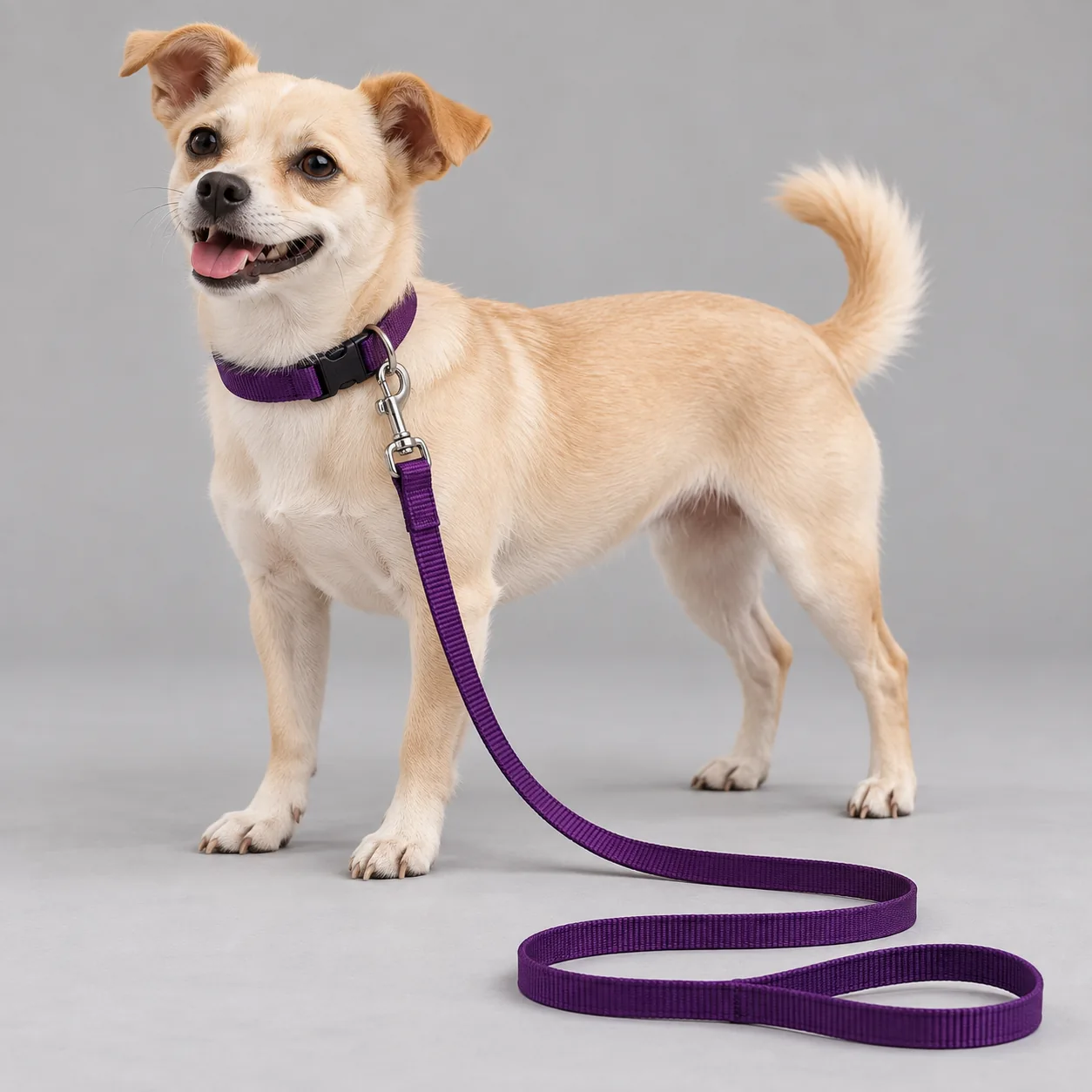 Solid Nylon Collar and 1.2 m Leash Set — on-pet product visualization