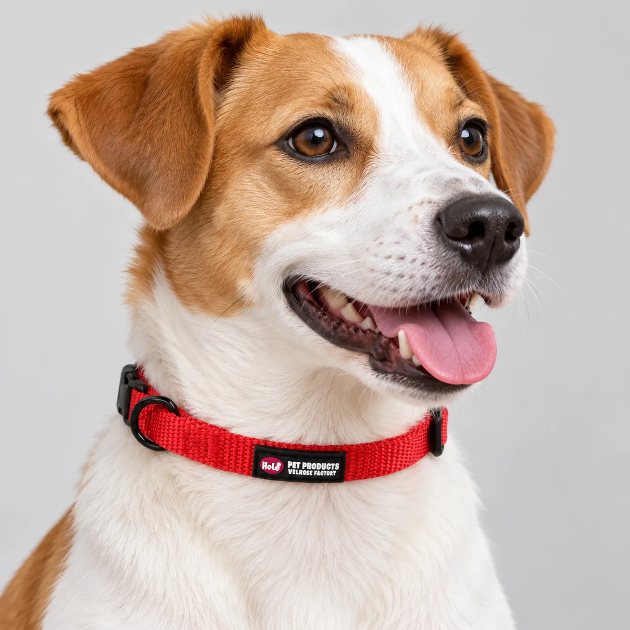 Solid Nylon Quick-Release Dog Collar — on-pet product visualization