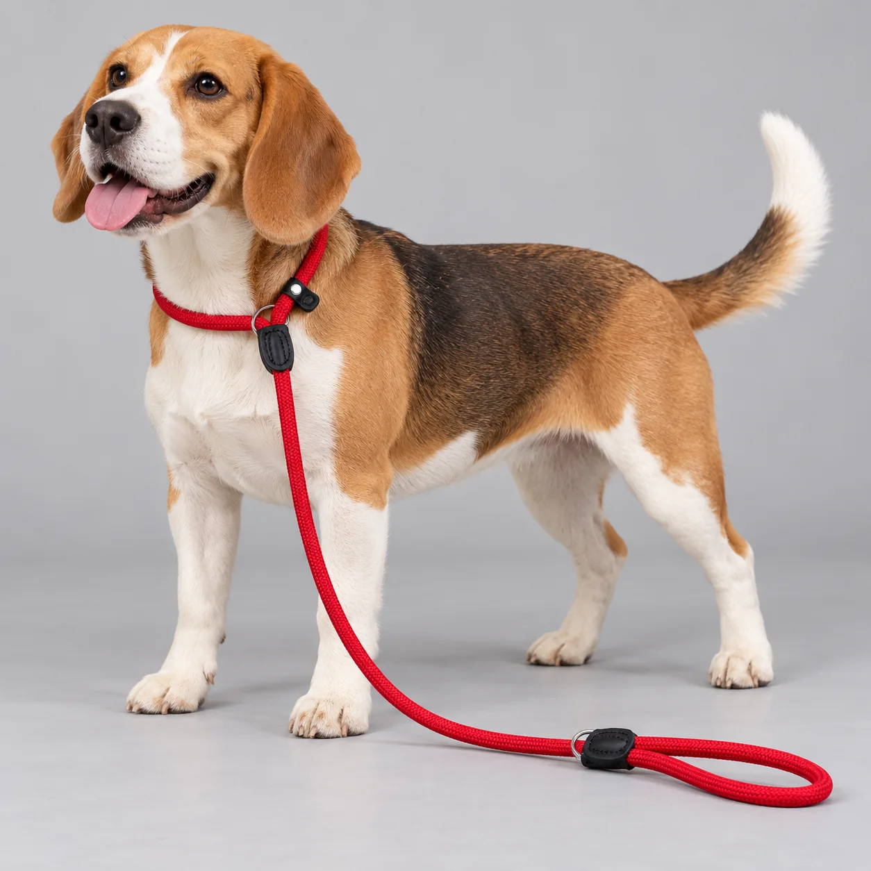 Solid Rope Slip Lead — on-pet product visualization