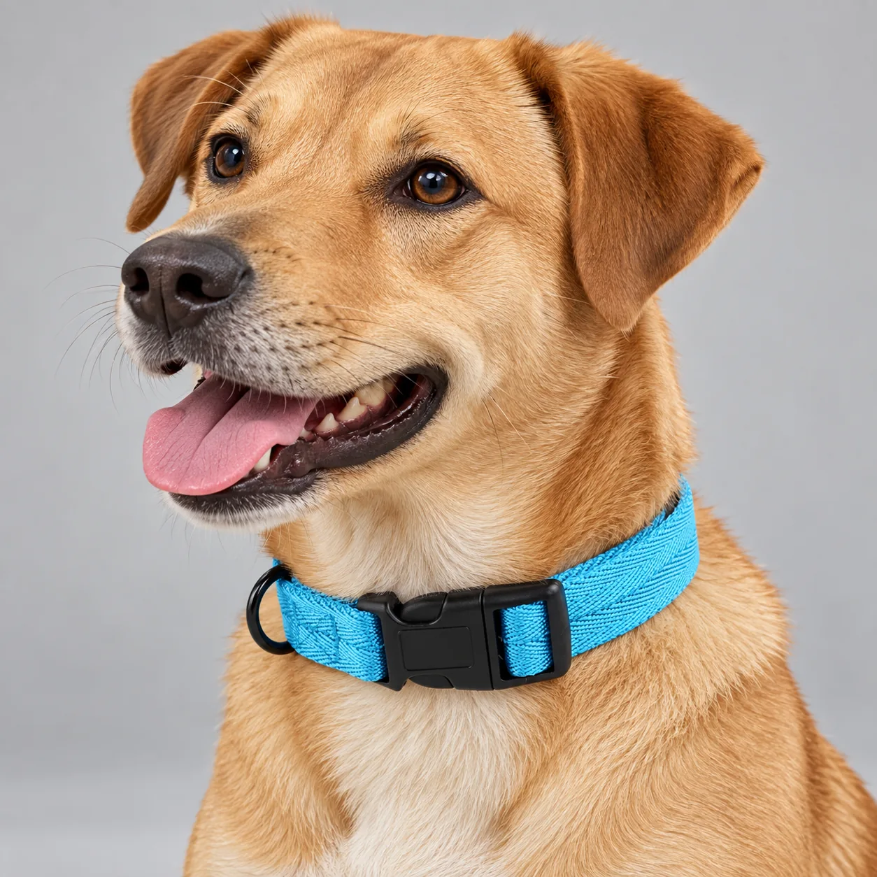 Twill Adjustable Dog Collar — on-pet product visualization