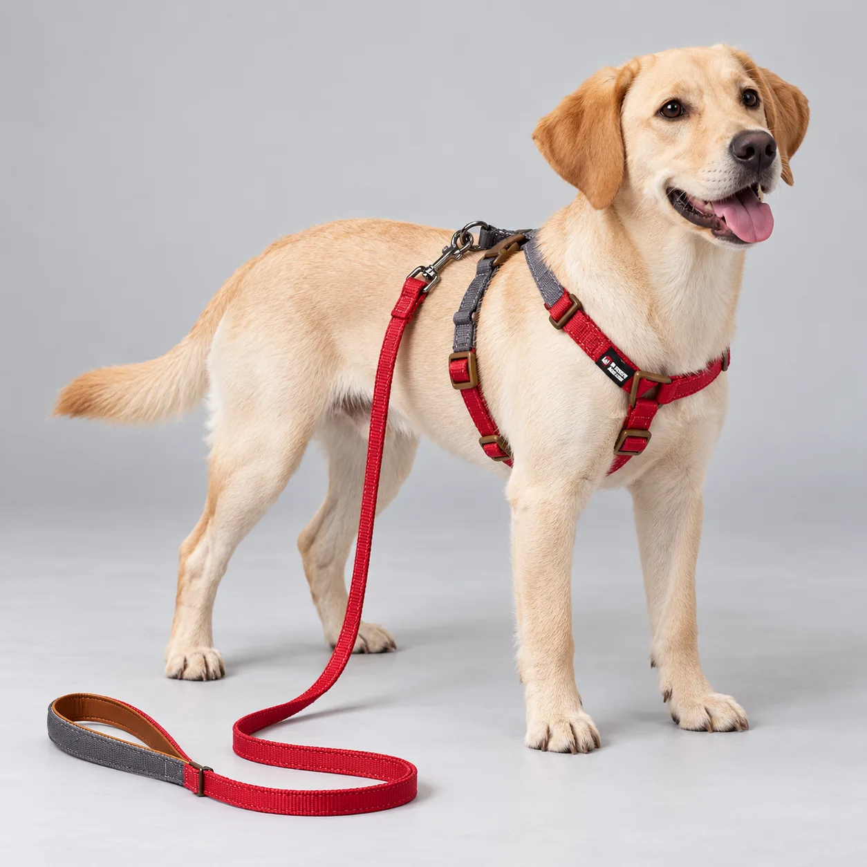 Two-Tone Dog Harness and Leash Set — on-pet product visualization
