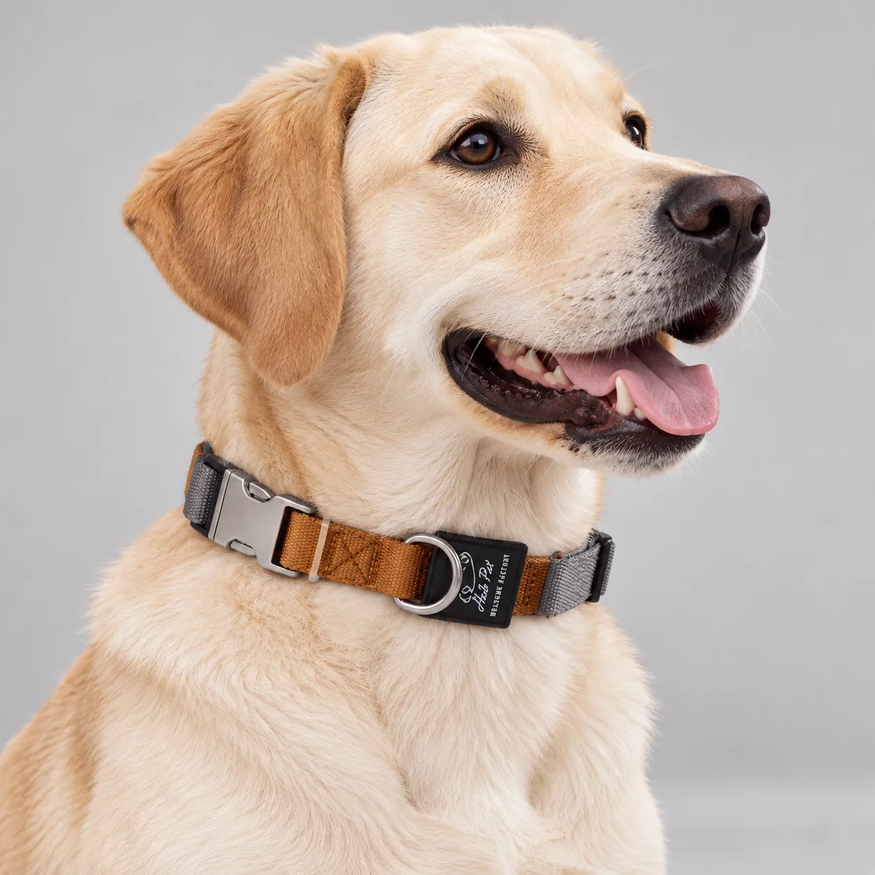 Two-Tone Nylon Dog Collar with Metal Buckle — on-pet product visualization