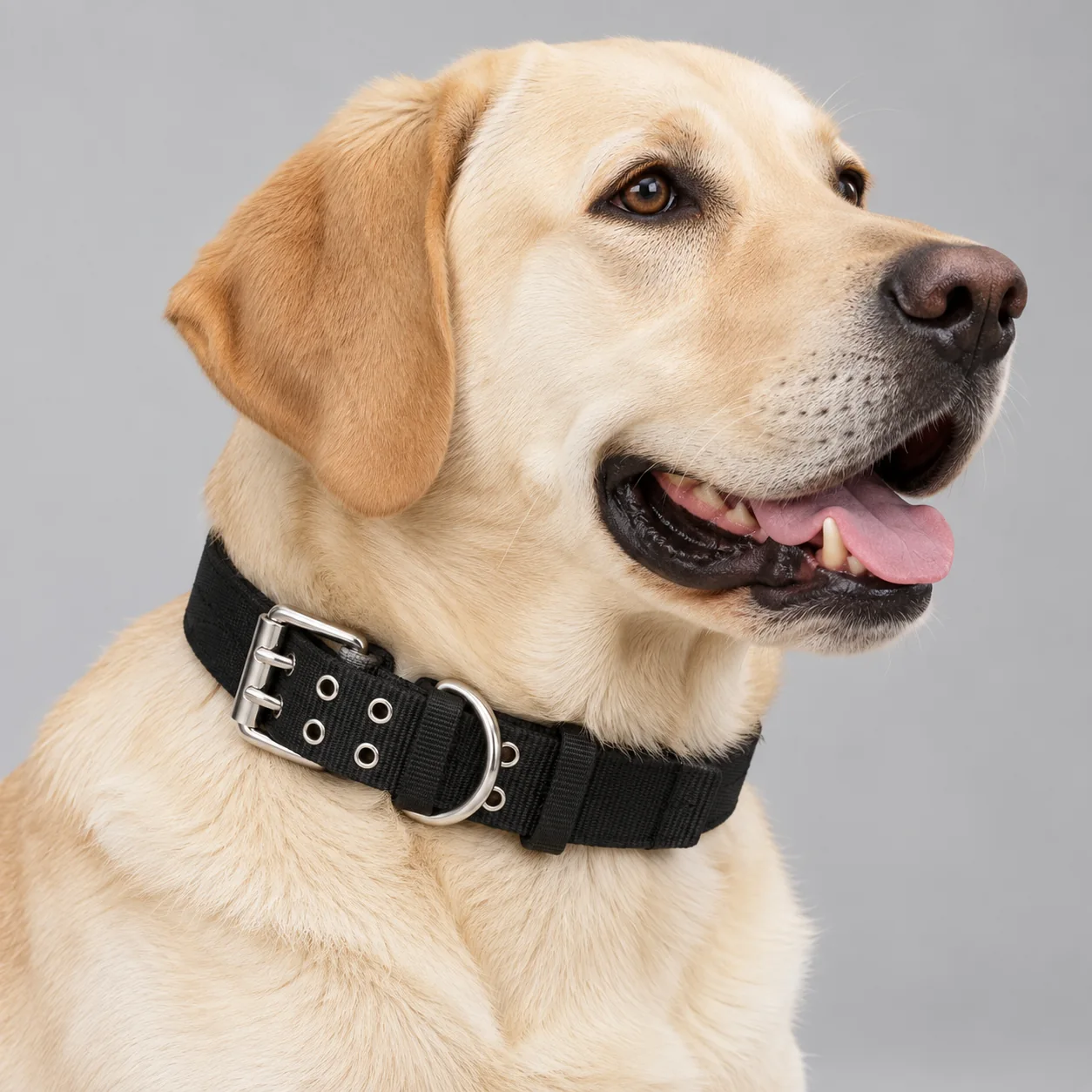 Wide Double-Pin Nylon Dog Collar — on-pet product visualization