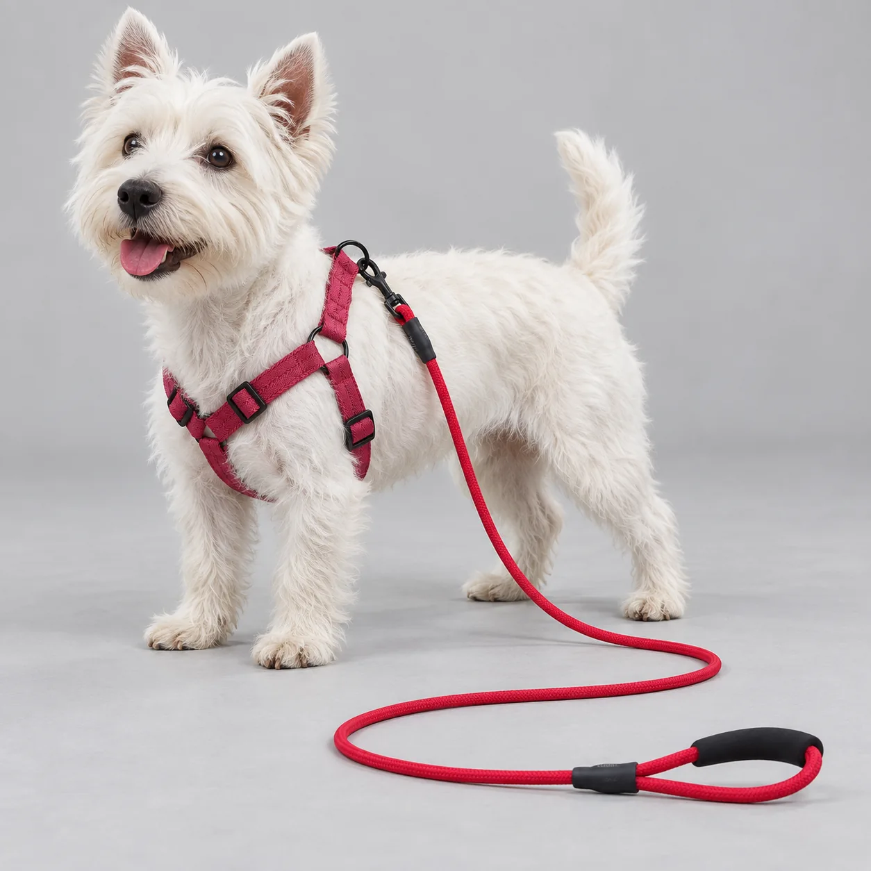Y-Shape Dog Harness and Rope Leash Set — on-pet product visualization