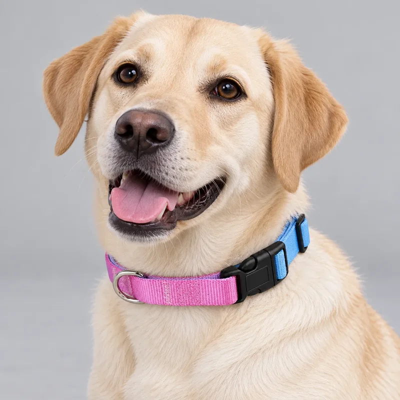 Blue-Pink Gradient Dog Collar — on-pet product visualization