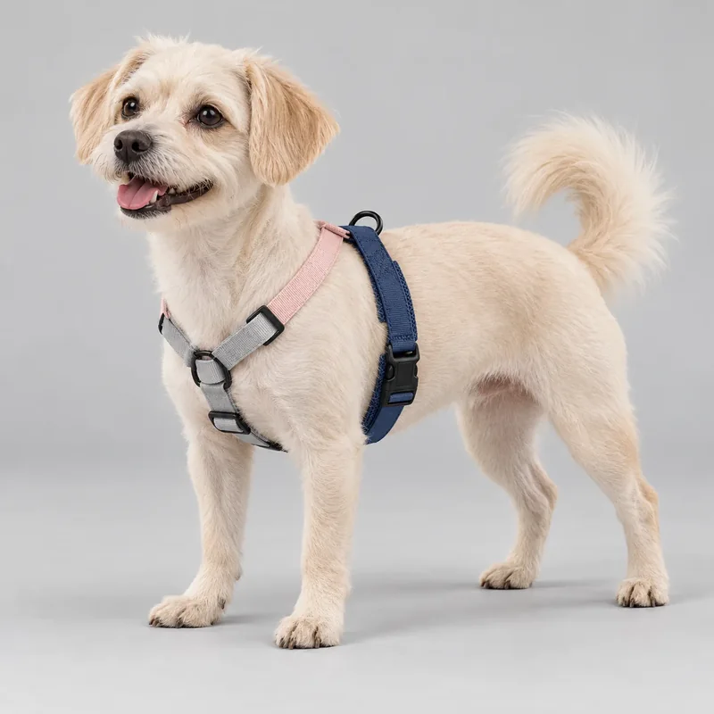 Color-Block Y Harness — on-pet product visualization