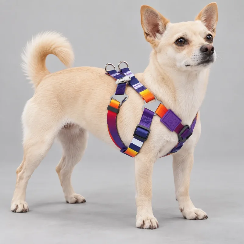 Printed H-Style Harness — on-pet product visualization