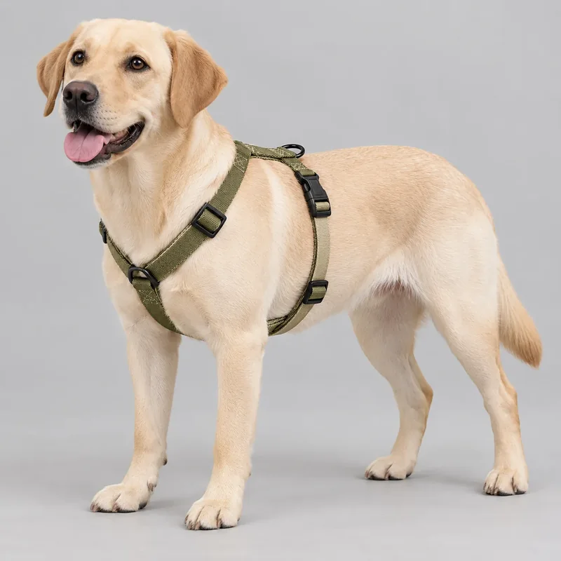 Adjustable Nylon Webbing Harness — on-pet product visualization