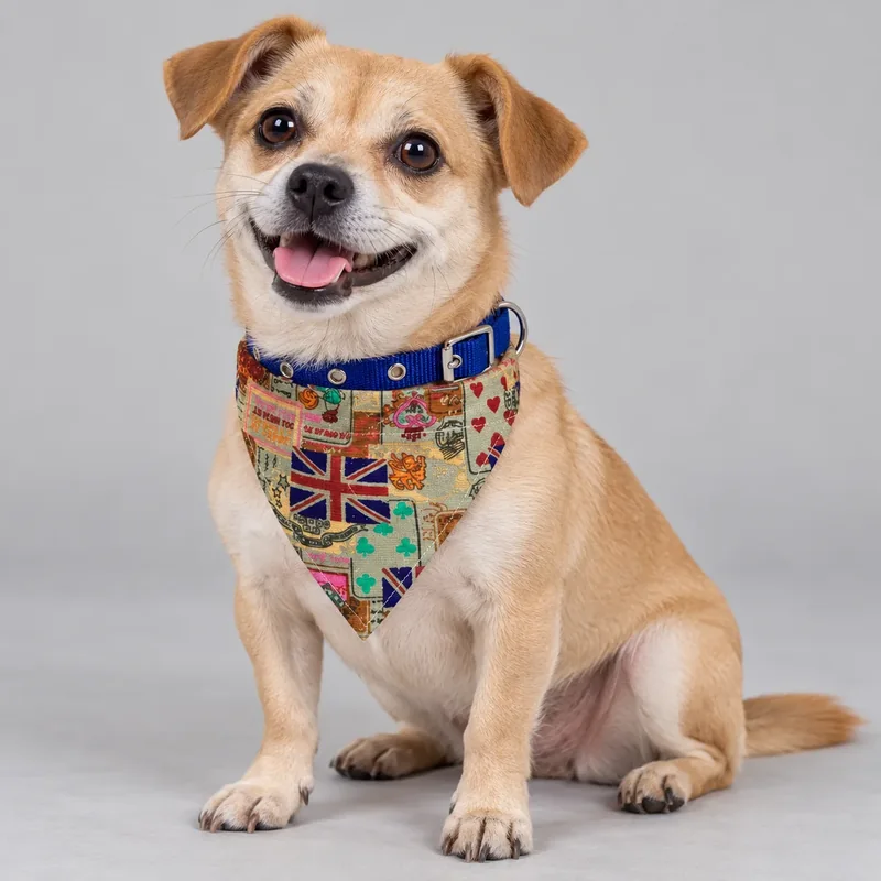 Printed Bandana Dog Collar — on-pet product visualization