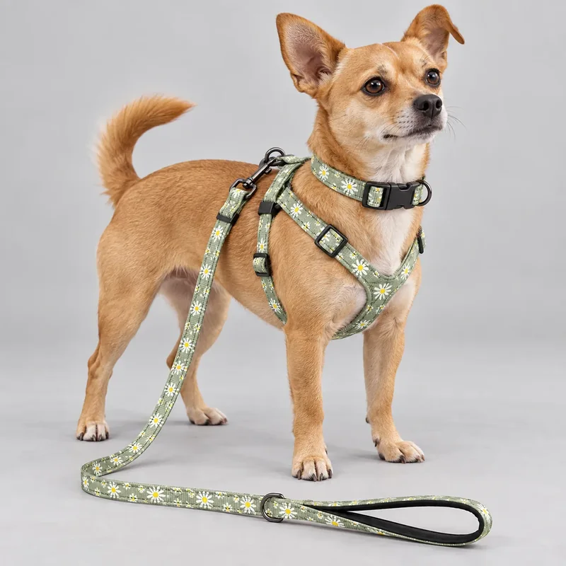 Daisy Harness, Collar & Leash Set — on-pet product visualization