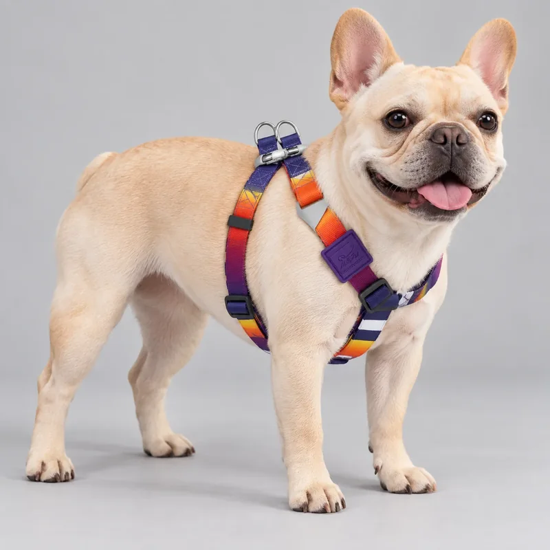 Purple Gradient H-Style Dog Harness — on-pet product visualization